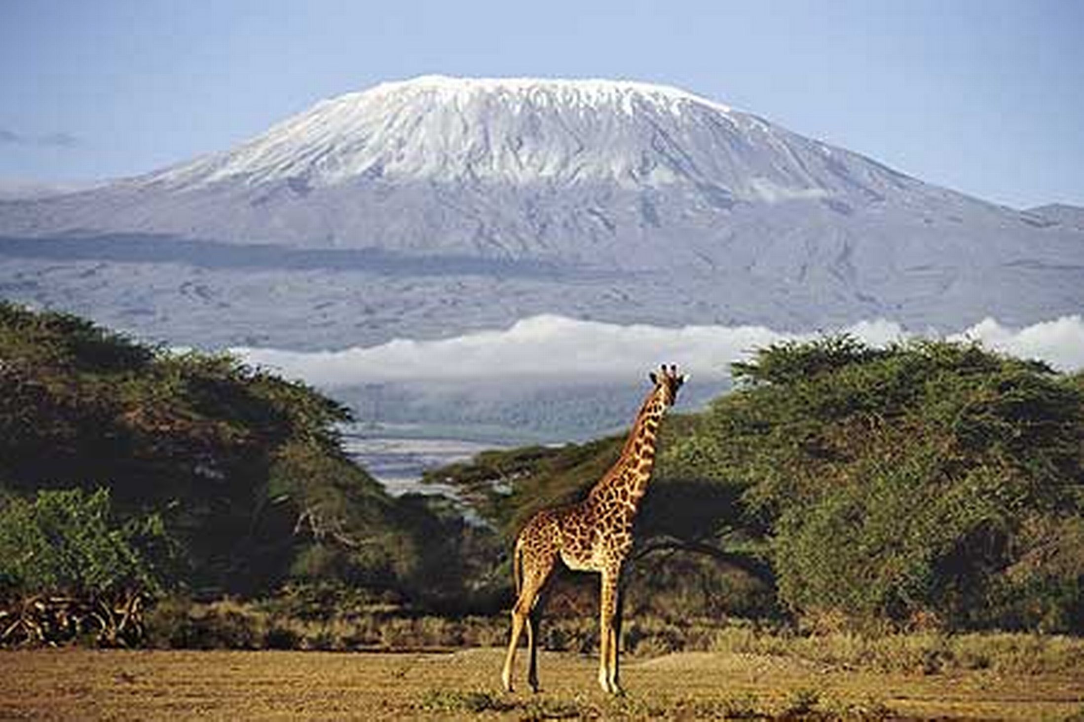 Kilimanjaro